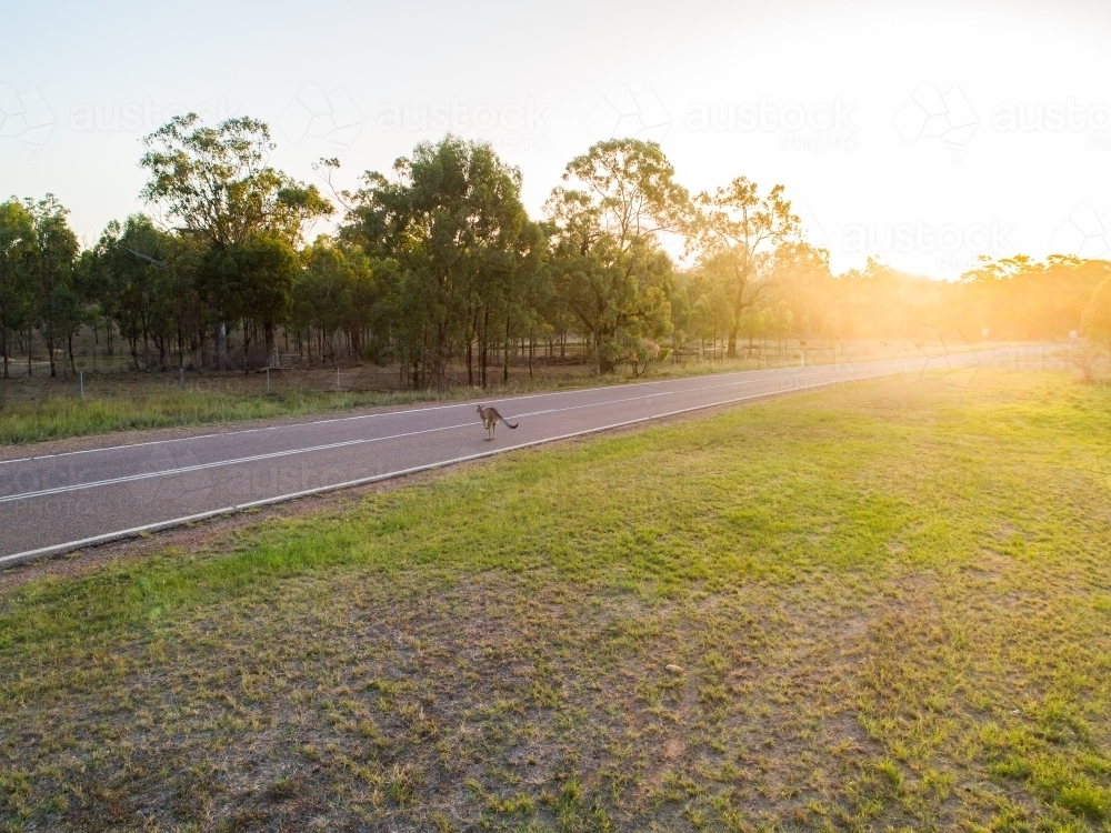 Kangaroos jumping across rural road at dusk - Australian Stock Image