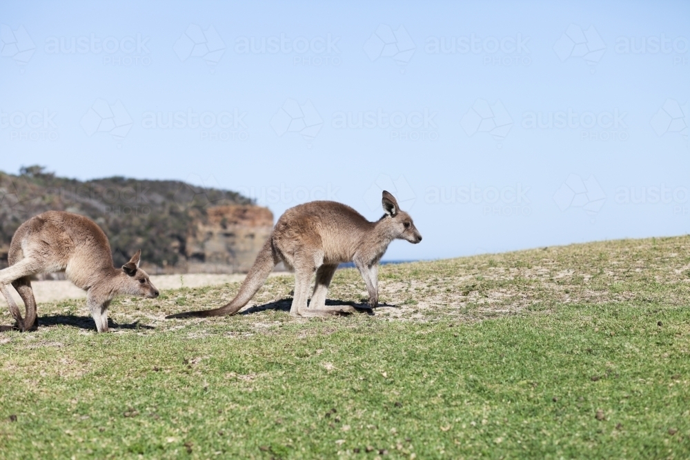 Kangaroos jumping on a hill - Australian Stock Image