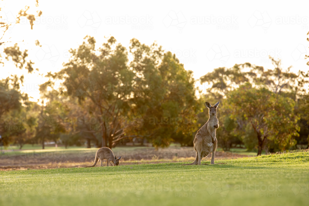 Kangaroos on golf course - Australian Stock Image