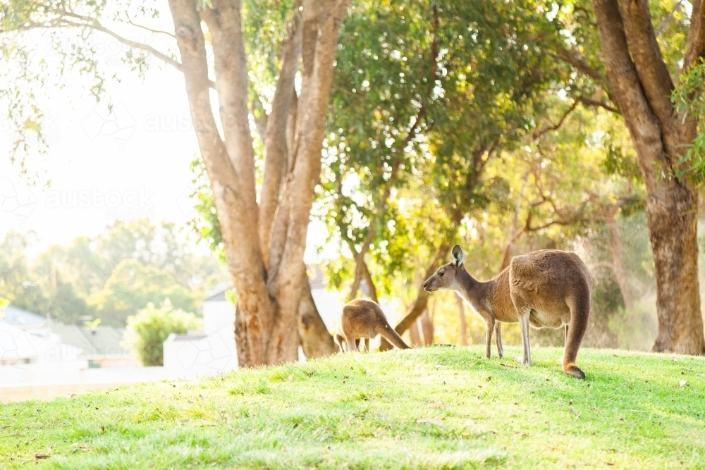 Kangaroos on green watered hillside in morning light - Australian Stock Image