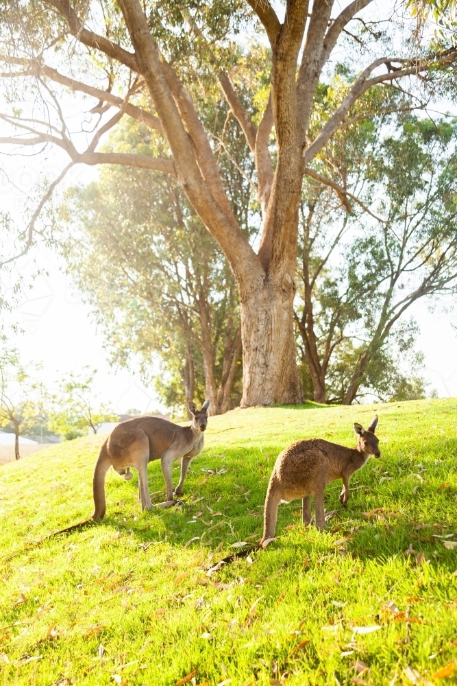 Kangaroos on green watered hillside in morning light - Australian Stock Image