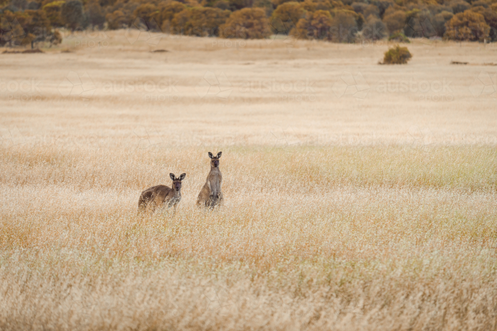 Kangaroos popping out their heads from the tall grass - Australian Stock Image