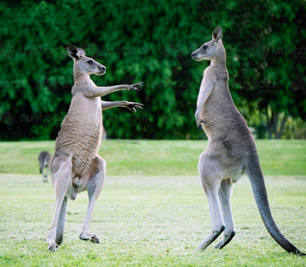 Kangaroos ready for a fight standing up against one another - Australian Stock Image