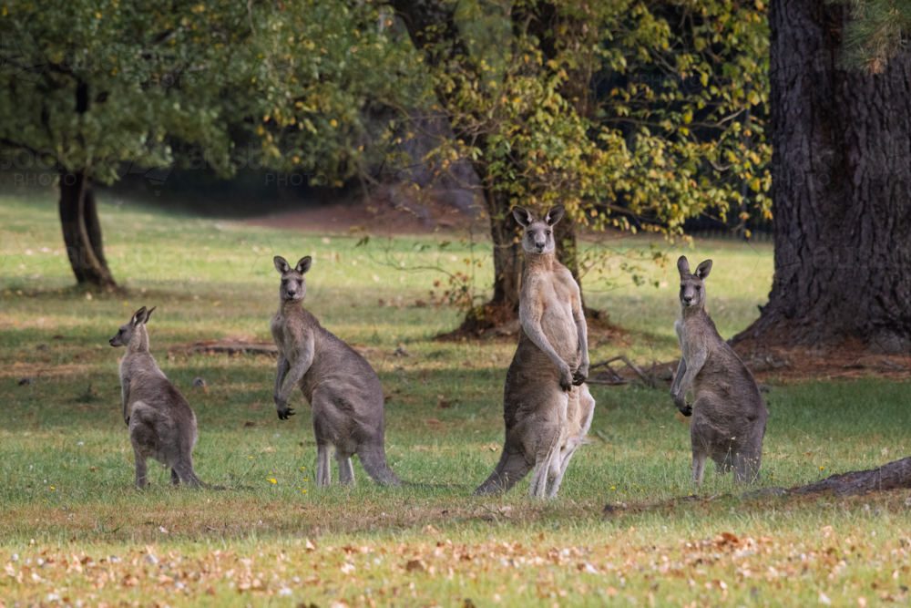 Kangaroos standing in a grass field in the afternoon - Australian Stock Image