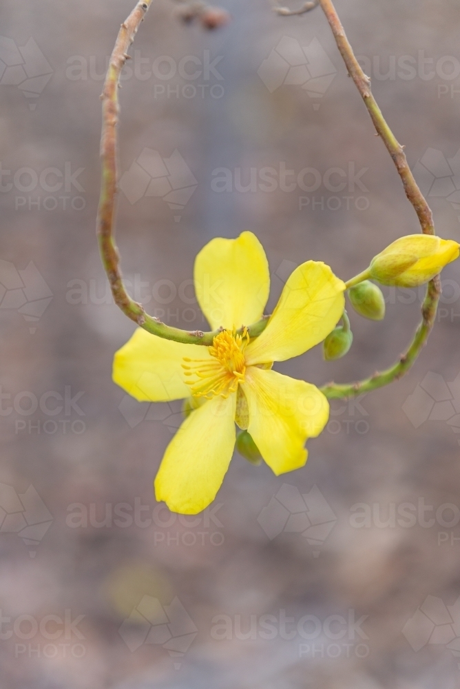Kapok flower - Australian Stock Image