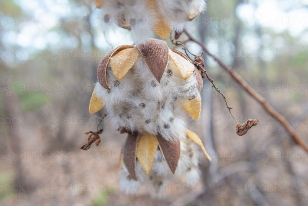 Kapok seed pod - Australian Stock Image