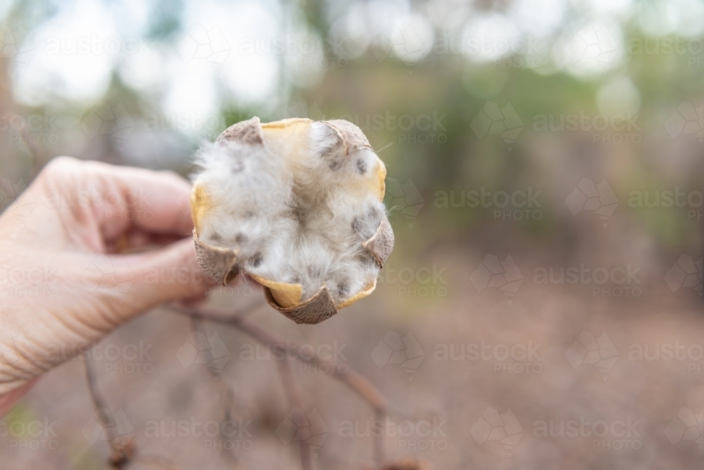 Kapok Seed Pods & cotton - Australian Stock Image