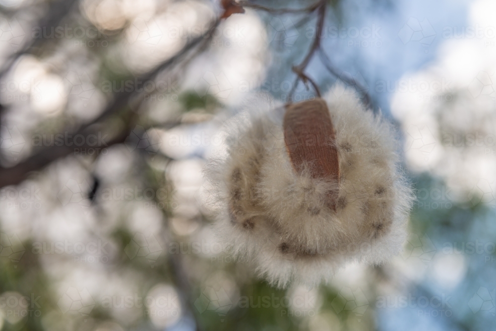 Kapok Seed Pods & cotton - Australian Stock Image