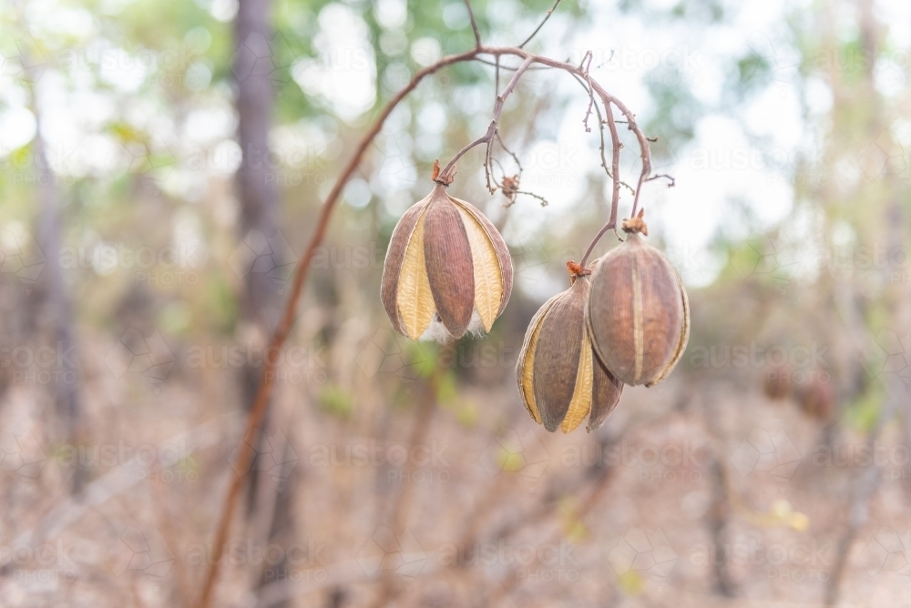 Kapok seeds and cotton - Australian Stock Image