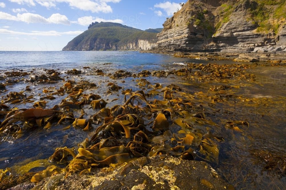 Kelp at Fossil Bay : Austockphoto Kelp at Fossil Bay - Australian Stock Image