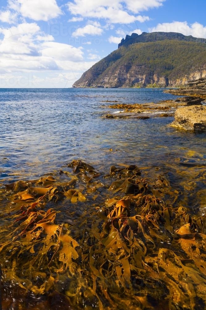 Kelp at Fossil Bay - Australian Stock Image