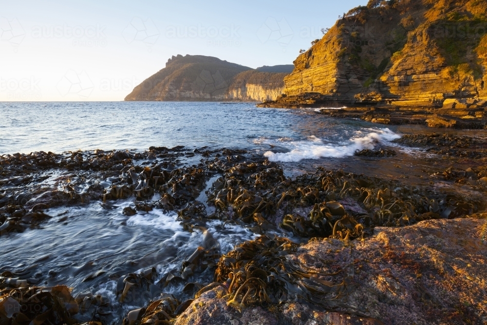 Kelp at Fossil Bay - Maria Island National Park - Tasmania - Australia - Australian Stock Image