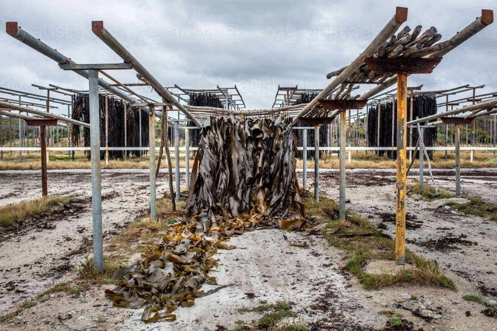 Kelp hangs out to dry on King Island - Australian Stock Image