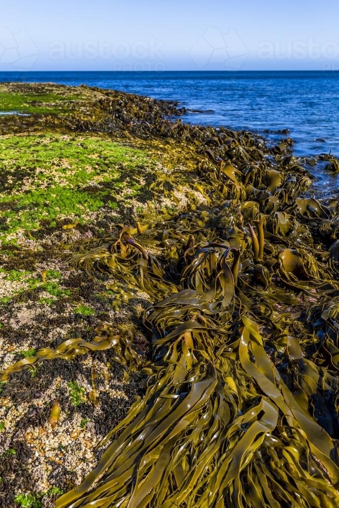 Kelp on the shore of the ocean. - Australian Stock Image