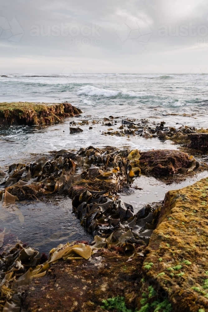Kelp / Seaweed in the ocean at the Mornington Peninsula, Victoria, Australia - Australian Stock Image
