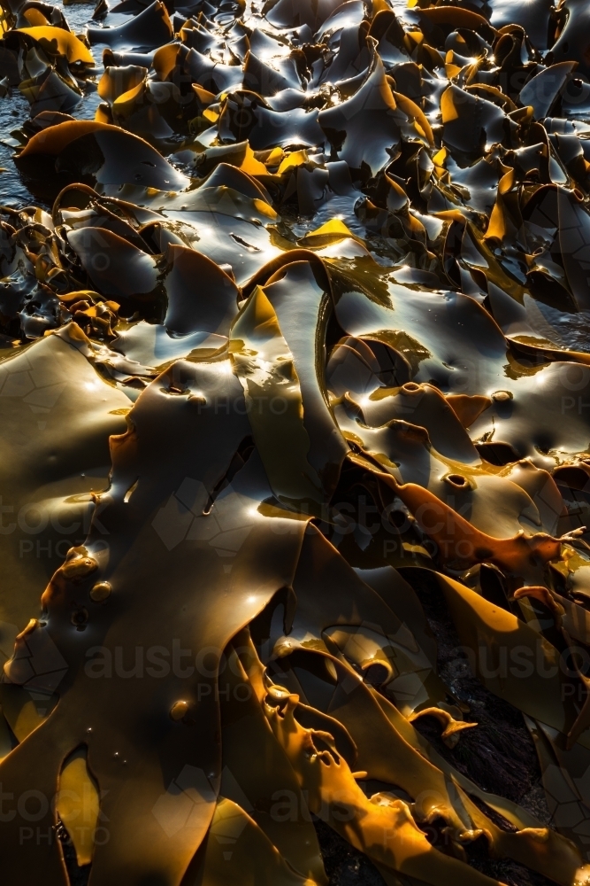 Kelp washed up on the rocks reflecting light - Australian Stock Image