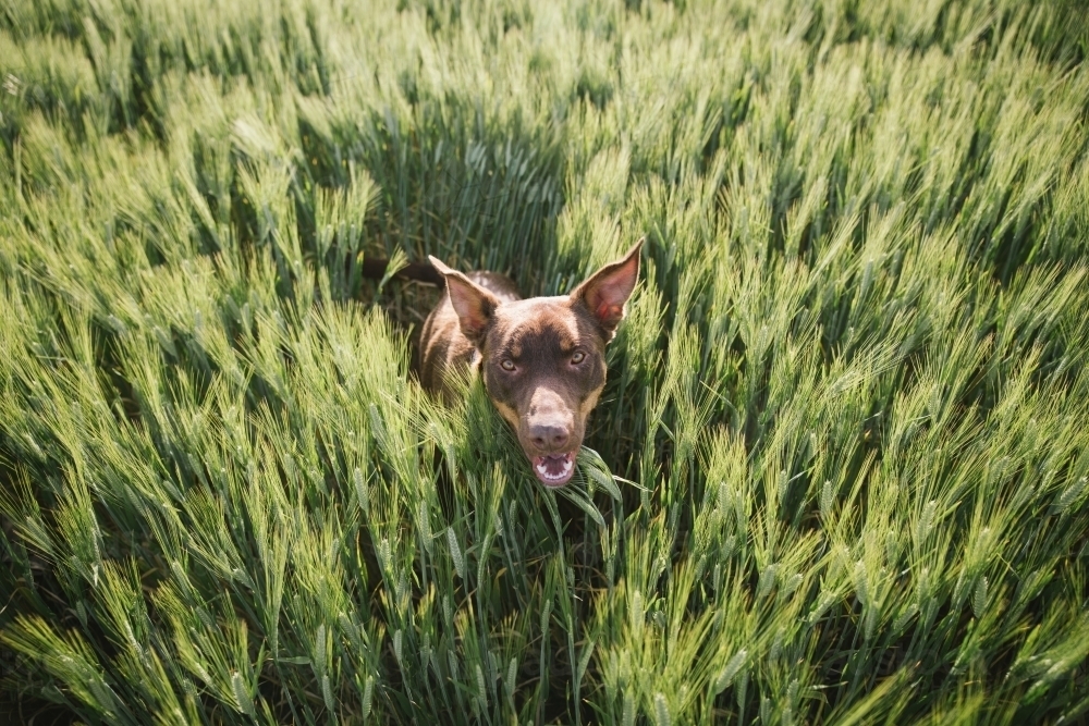 Image of Kelpie dog jumping through crop in the Wheatbelt of Western