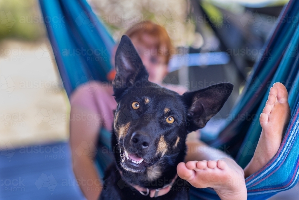 kelpie dog looking at camera with child in hammock blurred behind - Australian Stock Image