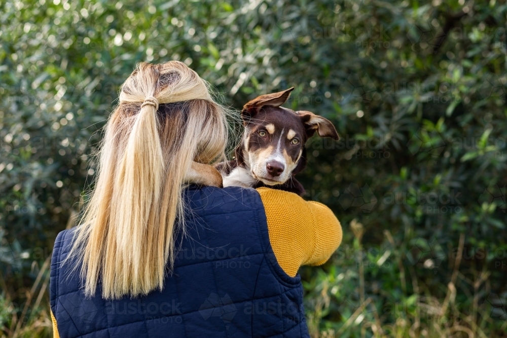 Kelpie dog  looking over owners shoulder - Australian Stock Image