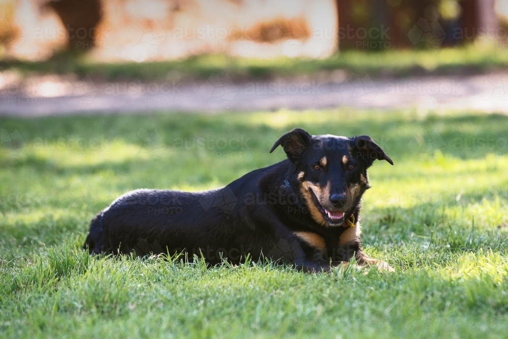 Kelpie dog lying down on grass - Australian Stock Image