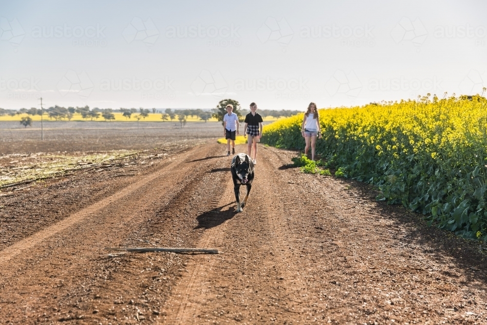 Kelpie dog running ahead of three children on dirt road on farm next to canola paddock - Australian Stock Image