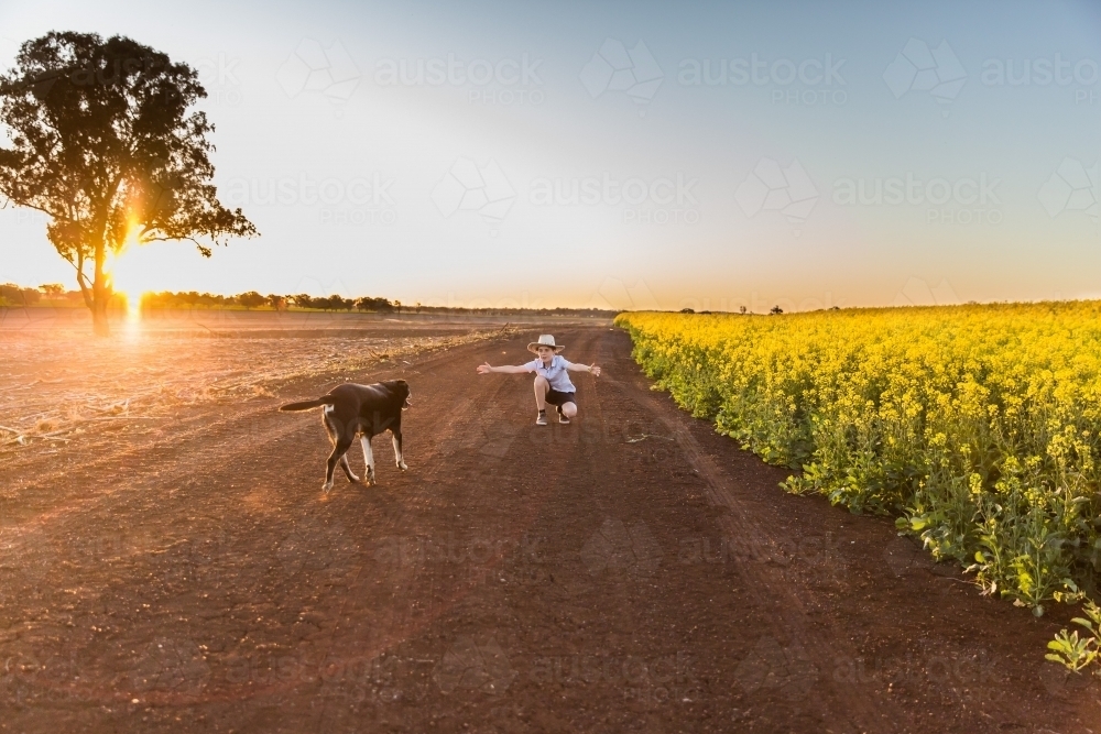 Kelpie dog running towards owner boy with arms outstretched on farm at sunset near canola field - Australian Stock Image