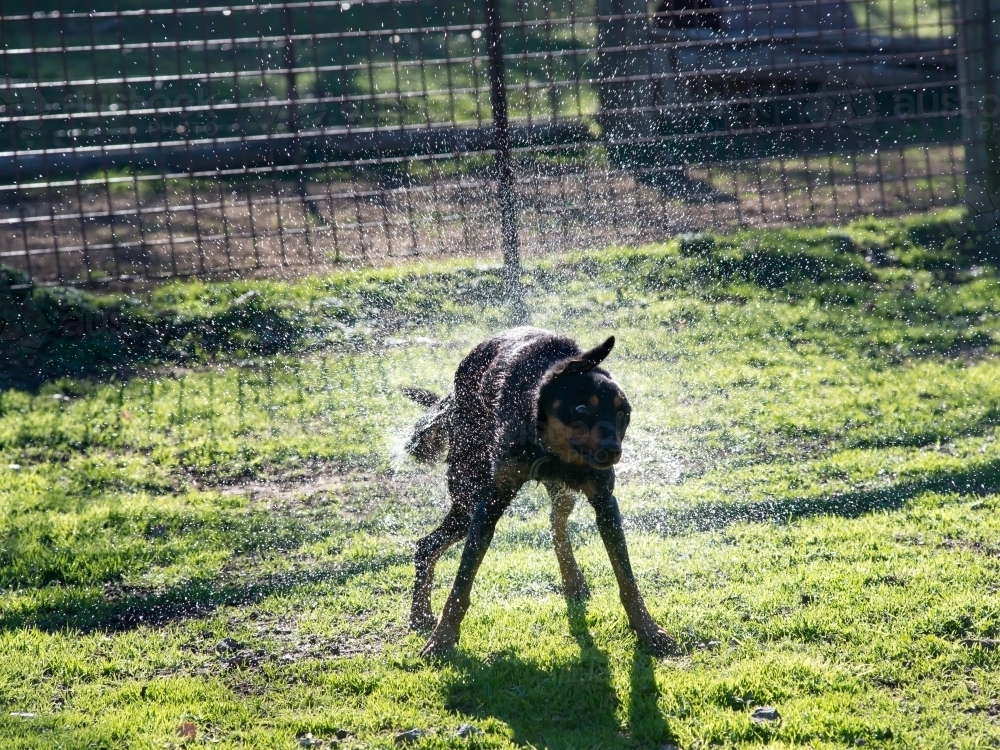 Kelpie dog shaking off a spray of water - Australian Stock Image