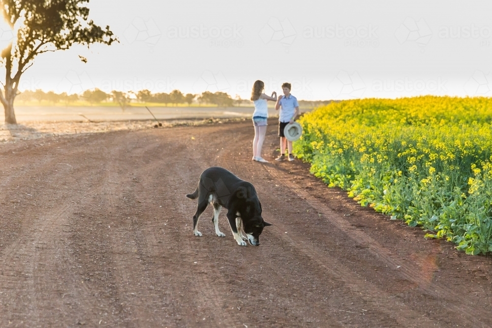 Kelpie dog sniffing dirt road on farm with children in background next to canola crop - Australian Stock Image