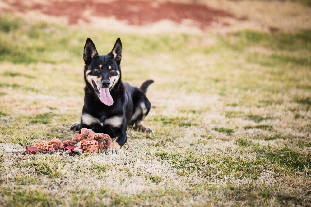 Kelpie dog with tongue out and toy laying on grass - Australian Stock Image