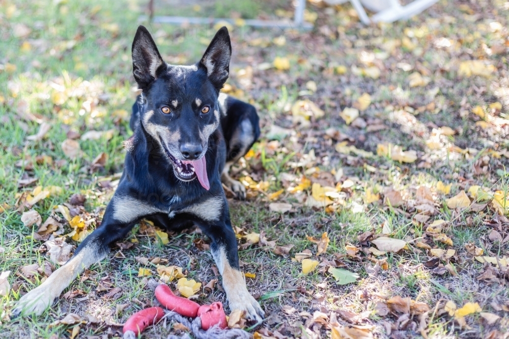 Kelpie dog with toy in autumn leaves - Australian Stock Image
