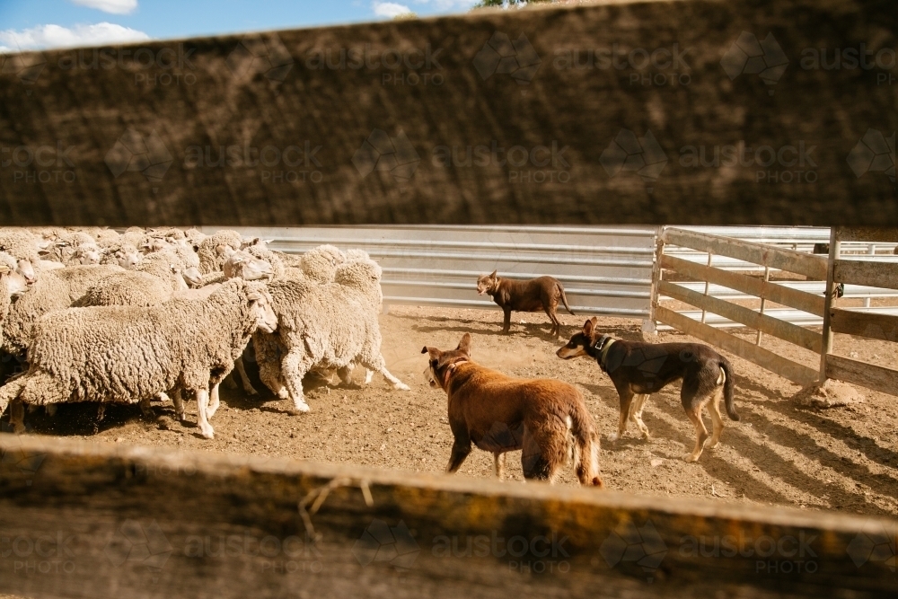 Kelpie dogs mustering sheep to the yards - Australian Stock Image