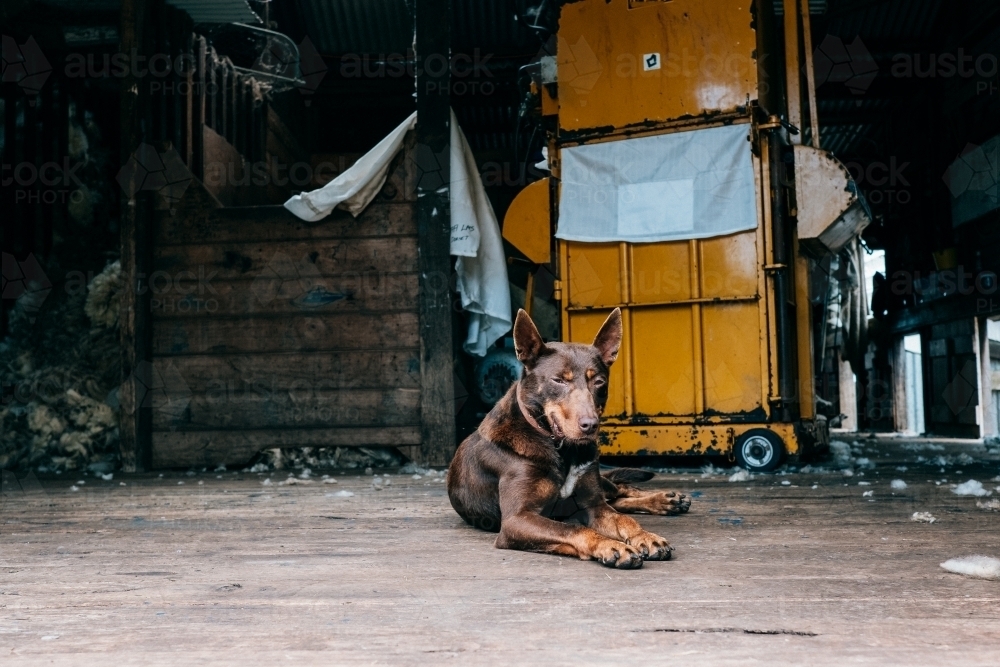 Kelpie farm dog sitting in the shearing shed. - Australian Stock Image