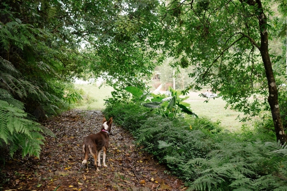 Kelpie in bush - Australian Stock Image