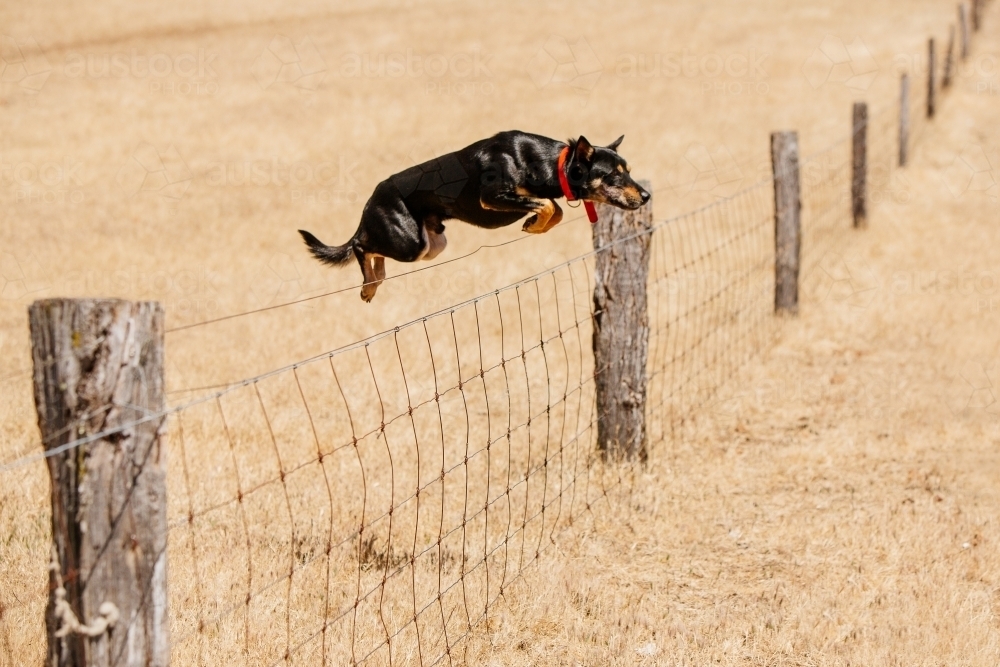 Kelpie jumping a fence - Australian Stock Image