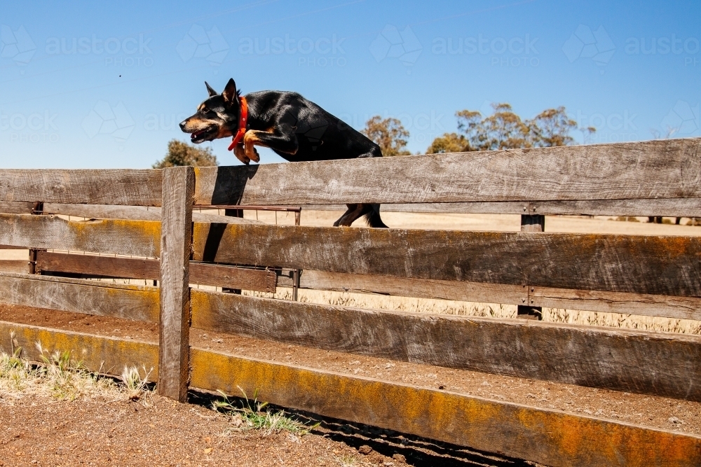 Kelpie leaping a wooden fence - Australian Stock Image