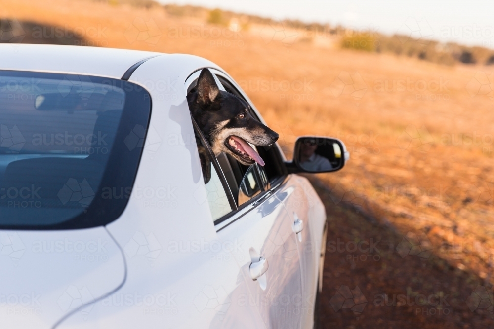 Kelpie panting with head out of car window on dirt road - Australian Stock Image
