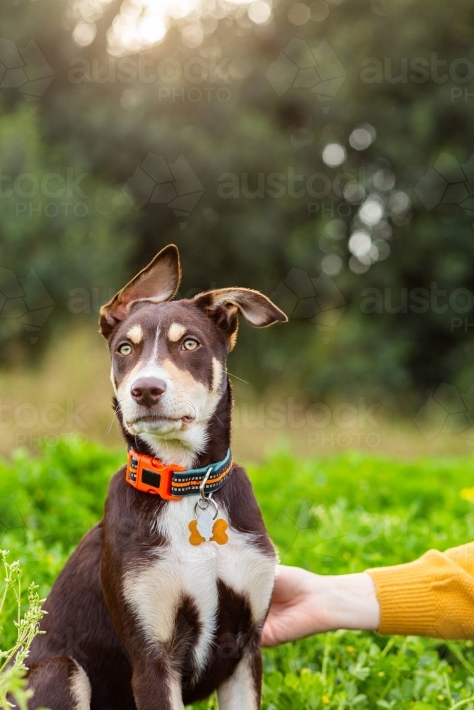 kelpie puppy dog with floppy ears - Australian Stock Image
