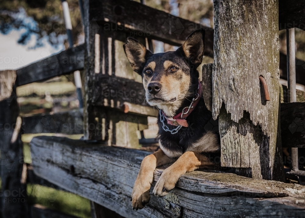 Kelpie relaxing on rustic wooden loading ramp in cattle yard - Australian Stock Image