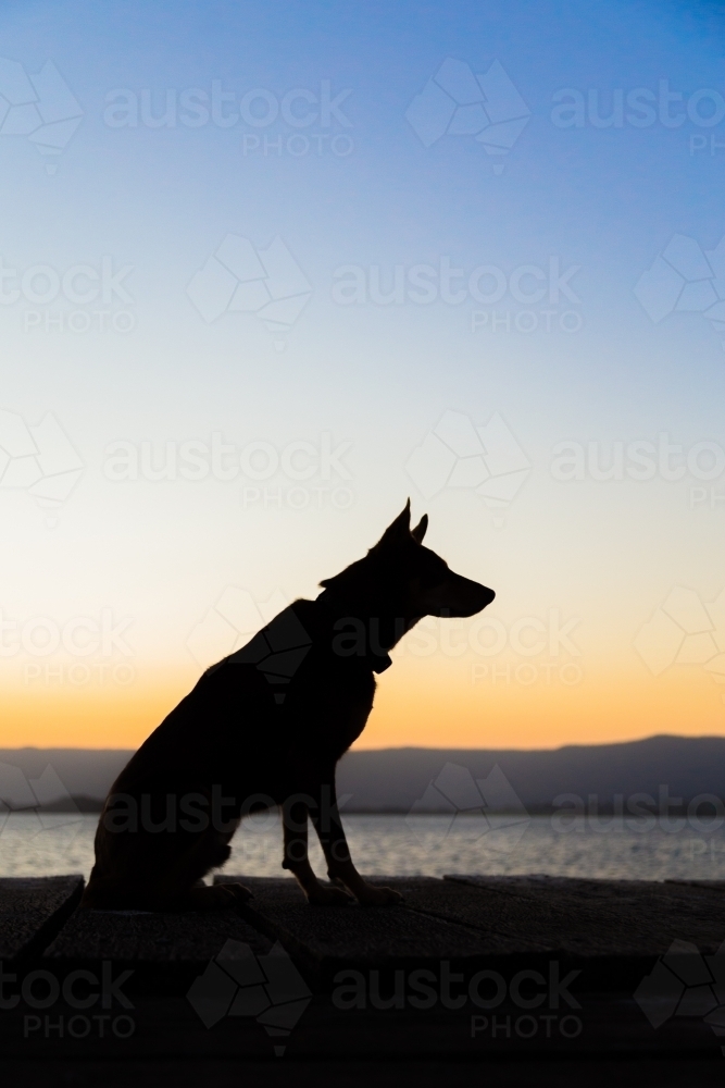 Kelpie silhouette in profile - Australian Stock Image
