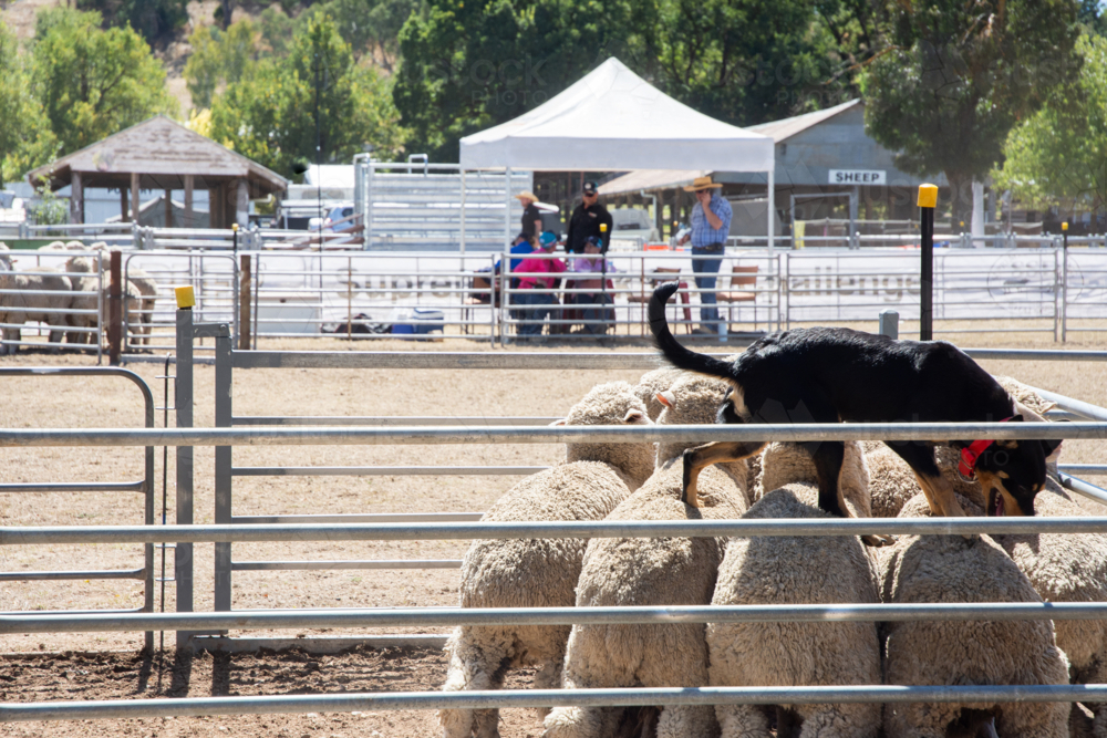 Kelpie standing on herd of sheep in at a working dog competition - Australian Stock Image