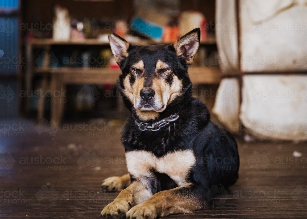 Kelpie with closed eyes sitting on floorboards - Australian Stock Image