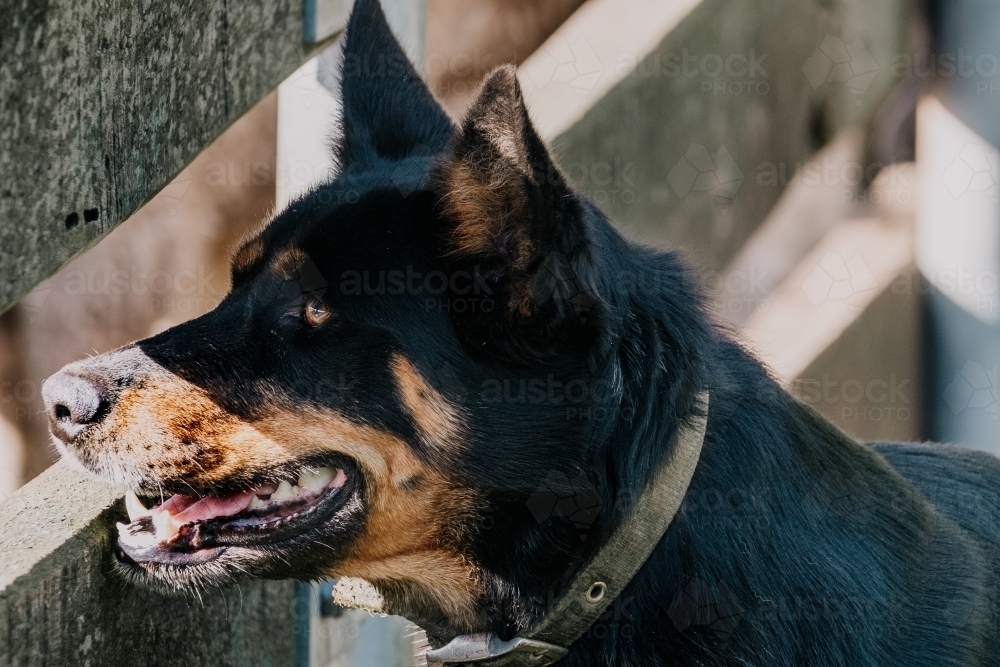 Kelpie working dog watches sheep through the fence. - Australian Stock Image
