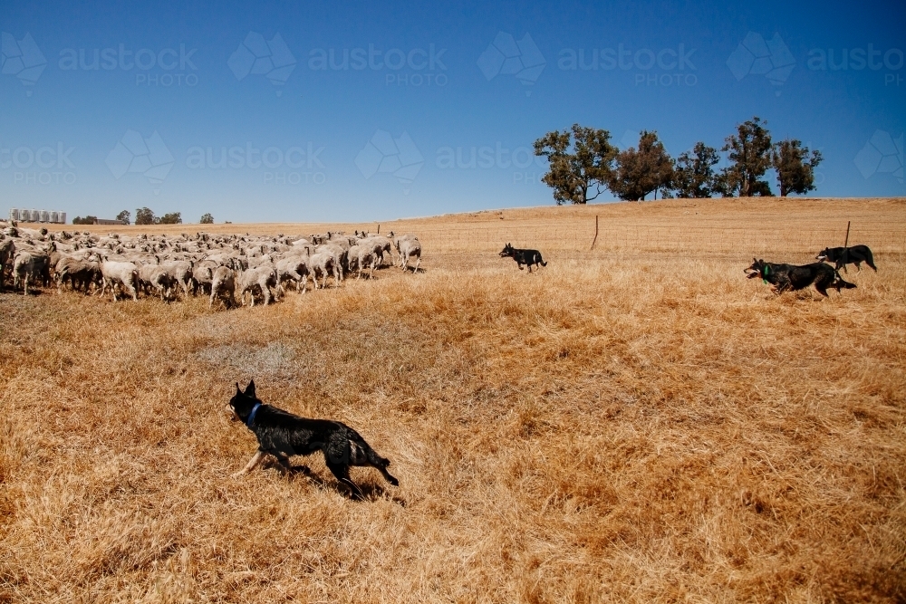 Kelpies and sheep work - Australian Stock Image