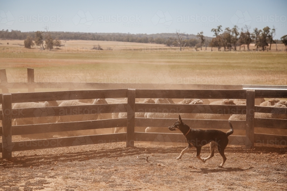 Kelpies and sheep work - Australian Stock Image