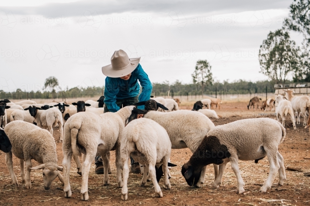 Kid feeding sheep on a farm - Australian Stock Image