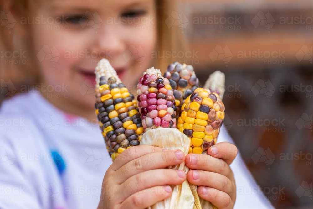 Image of kid holding homegrown freshly harvested colourful popping corn ...