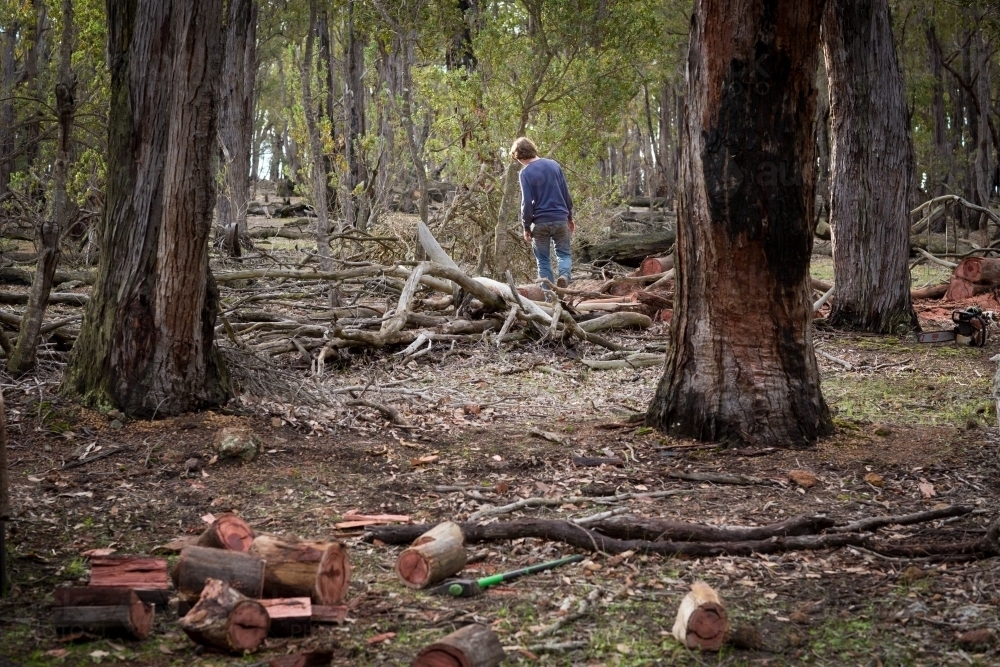 Kid in the bush looking for firewood - Australian Stock Image