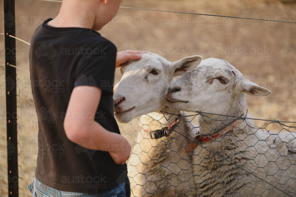 Kid interacting with sheep through fence on farm - Australian Stock Image