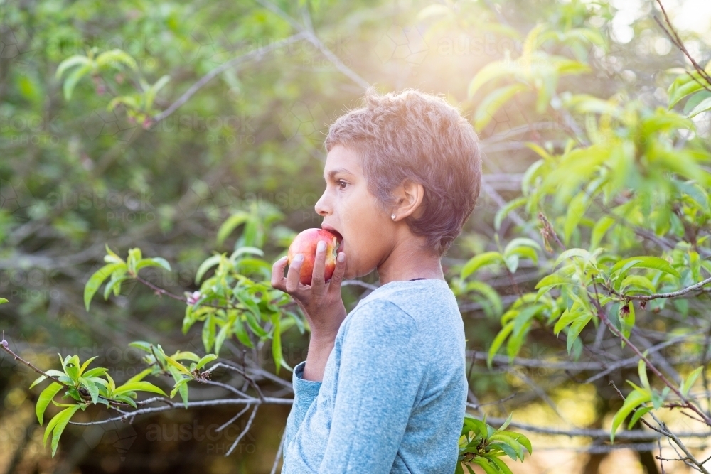 kid taking a bite of an apple in an orchard - Australian Stock Image