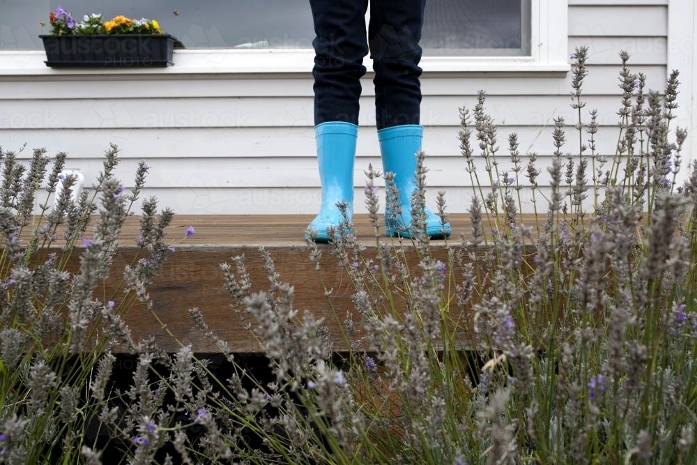 Kid wearing blue gumboots standing on verandah behind lavender - Australian Stock Image
